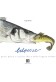 BELPESSE - Pesci pesca e cucina ittica nelle lagune venete